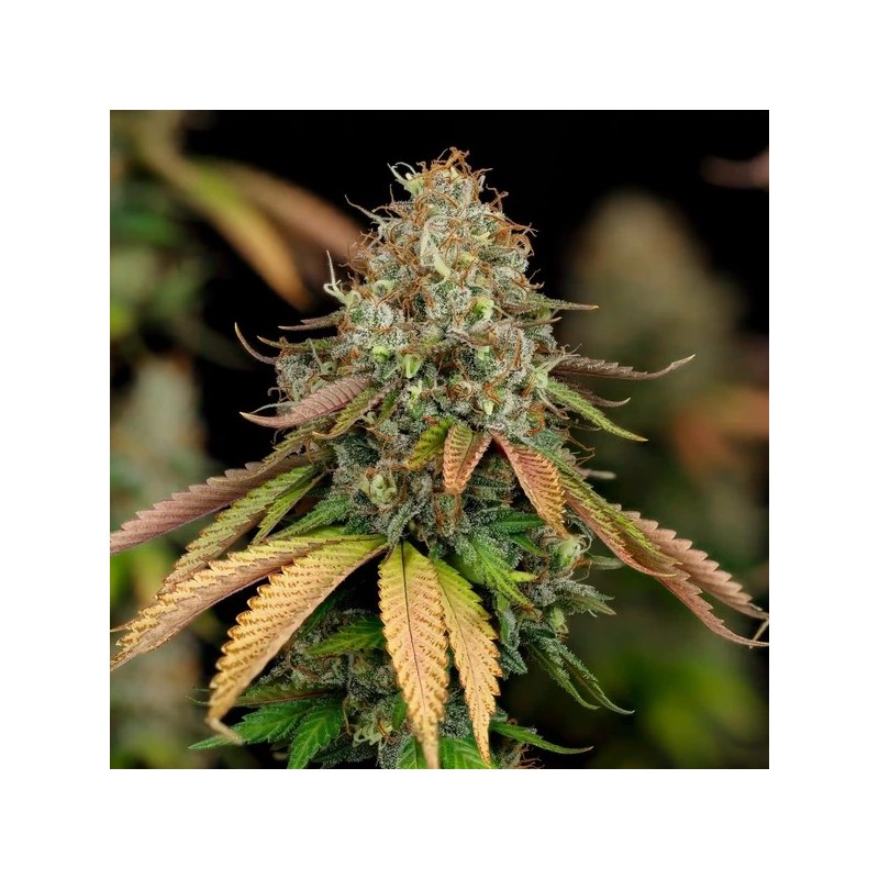 Royal Highness CBD semi cannabis Royal Queen Seeds