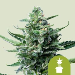 Royal Jack Auto semi cannabis Royal Queen Seeds