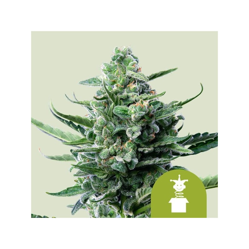 Royal Jack Auto semi cannabis Royal Queen Seeds