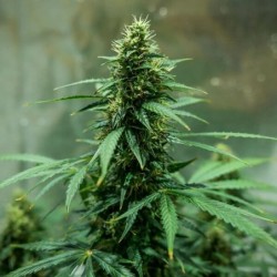 Royal Jack Auto semi cannabis Royal Queen Seeds