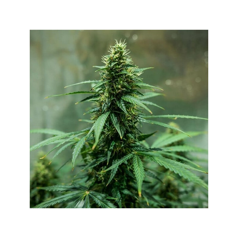 Royal Jack Auto semi cannabis Royal Queen Seeds