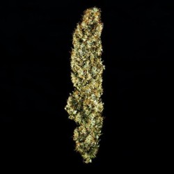 Royal Jack Auto semi cannabis Royal Queen Seeds