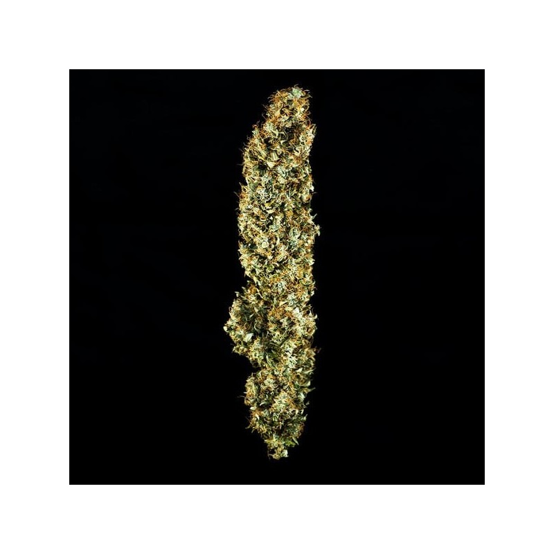 Royal Jack Auto semi cannabis Royal Queen Seeds
