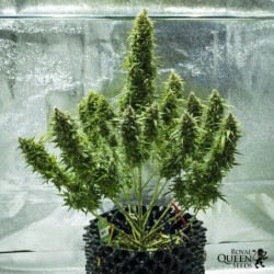 Royal Jack Auto semi cannabis Royal Queen Seeds