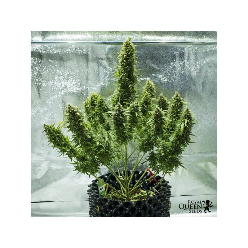 Royal Jack Auto semi cannabis Royal Queen Seeds