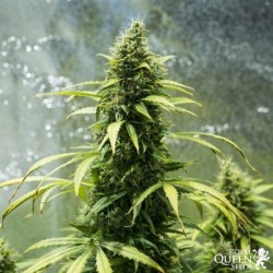 Royal Jack Auto semi cannabis Royal Queen Seeds