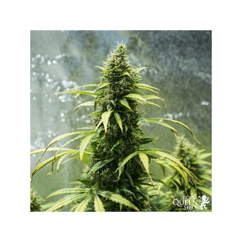 Royal Jack Auto semi cannabis Royal Queen Seeds