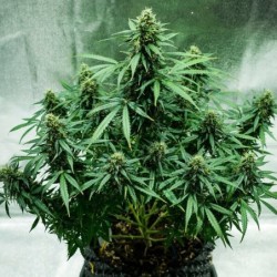 Royal Jack Auto semi cannabis Royal Queen Seeds