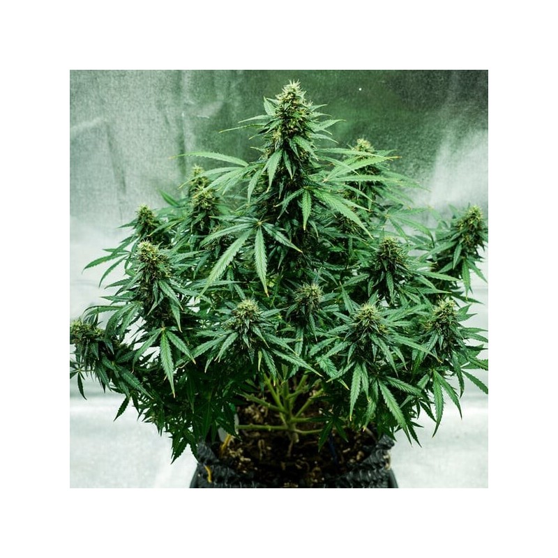 Royal Jack Auto semi cannabis Royal Queen Seeds