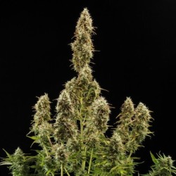 Royal Jack Auto semi cannabis Royal Queen Seeds