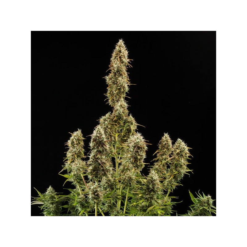 Royal Jack Auto semi cannabis Royal Queen Seeds