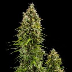 Royal Jack Auto semi cannabis Royal Queen Seeds