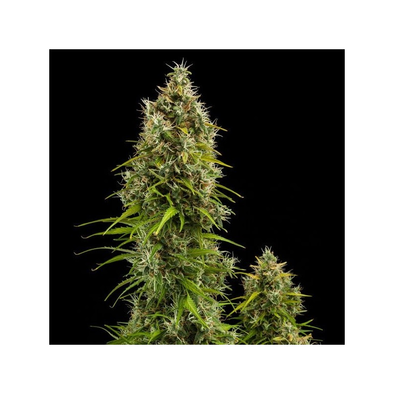 Royal Jack Auto semi cannabis Royal Queen Seeds