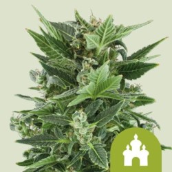 Royal Kush Auto semi cannabis Royal Queen Seeds
