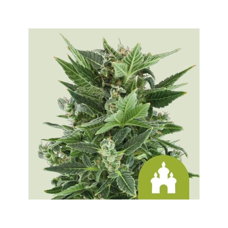 Royal Kush Auto semi cannabis Royal Queen Seeds