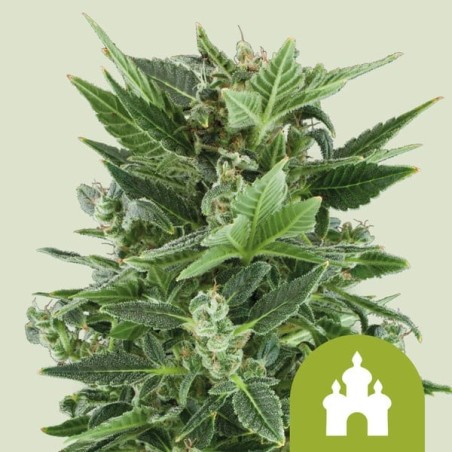 Royal Kush Auto semi cannabis Royal Queen Seeds