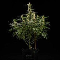 Royal Kush Auto semi cannabis Royal Queen Seeds