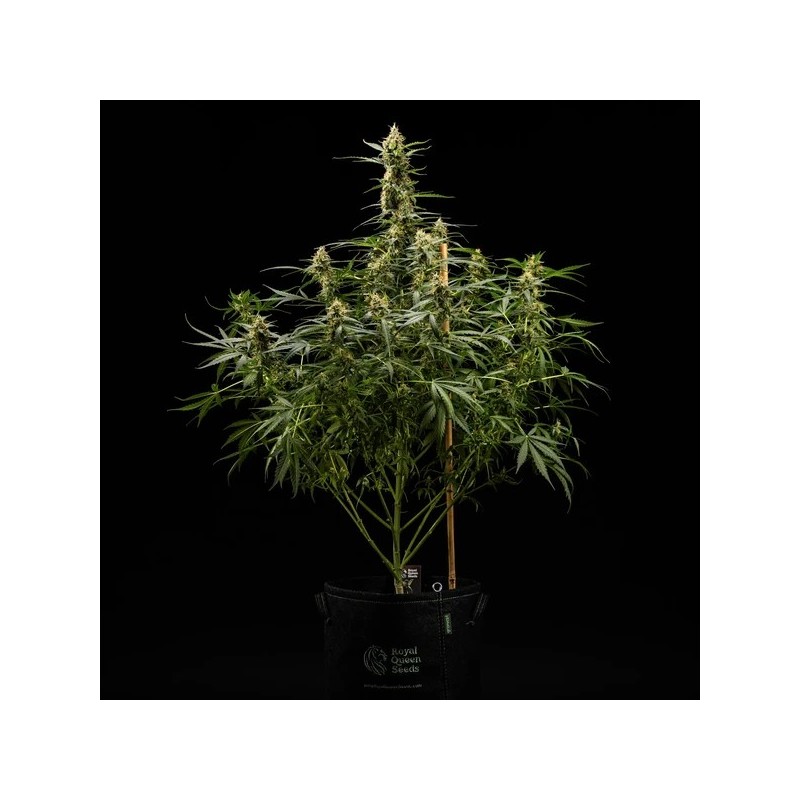 Royal Kush Auto semi cannabis Royal Queen Seeds