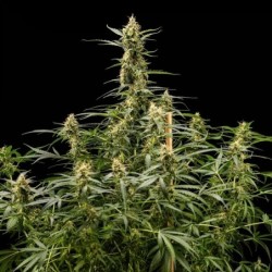 Royal Kush Auto semi cannabis Royal Queen Seeds