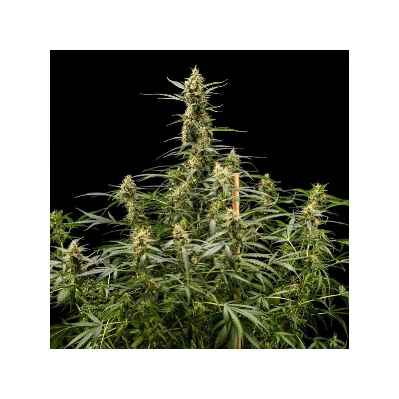 Royal Kush Auto semi cannabis Royal Queen Seeds