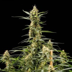 Royal Kush Auto semi cannabis Royal Queen Seeds