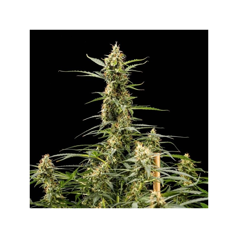 Royal Kush Auto semi cannabis Royal Queen Seeds