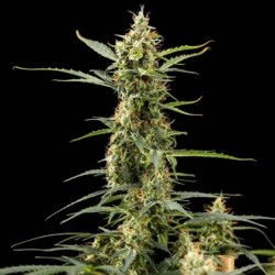 Royal Kush Auto semi cannabis Royal Queen Seeds