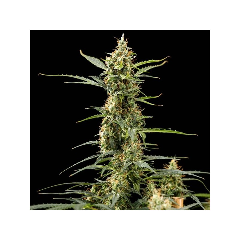 Royal Kush Auto semi cannabis Royal Queen Seeds