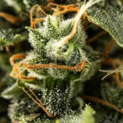 Royal Kush Auto semi cannabis Royal Queen Seeds