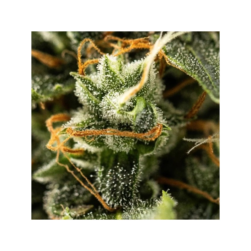Royal Kush Auto semi cannabis Royal Queen Seeds