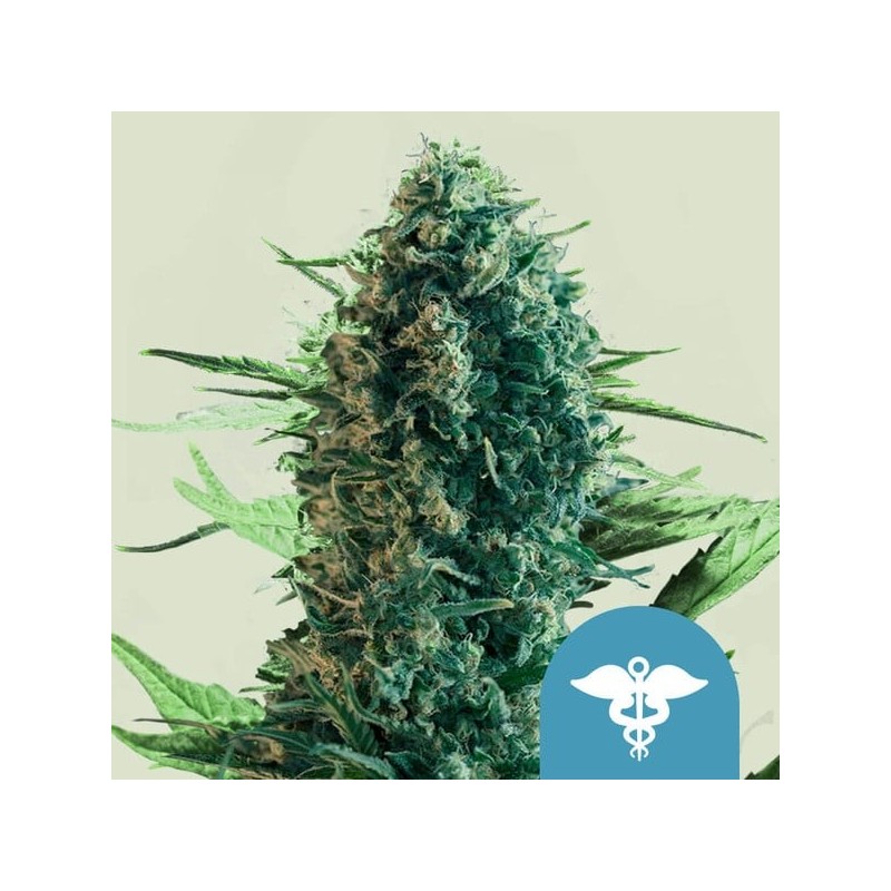 Royal Medic CBD semi cannabis Royal Queen Seeds