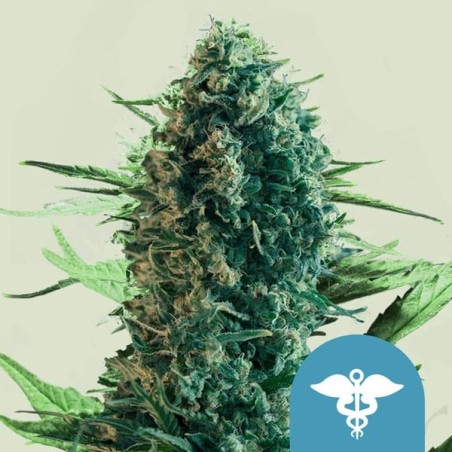 Royal Medic CBD semi cannabis Royal Queen Seeds