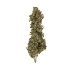 Royal Medic CBD semi cannabis Royal Queen Seeds