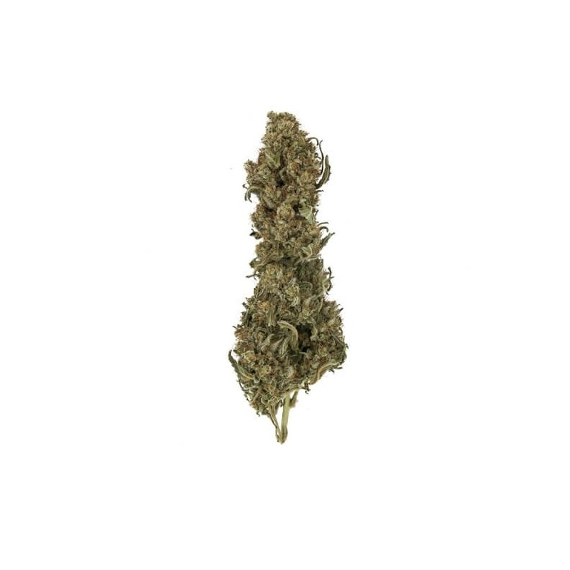 Royal Medic CBD semi cannabis Royal Queen Seeds