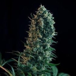 Royal Medic CBD semi cannabis Royal Queen Seeds