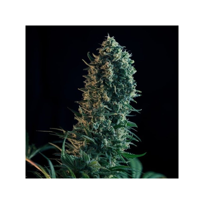 Royal Medic CBD semi cannabis Royal Queen Seeds