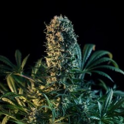 Royal Medic CBD semi cannabis Royal Queen Seeds