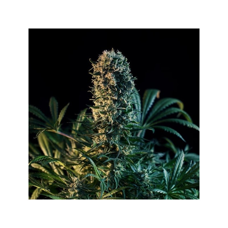 Royal Medic CBD semi cannabis Royal Queen Seeds