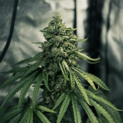 Royal Medic CBD semi cannabis Royal Queen Seeds