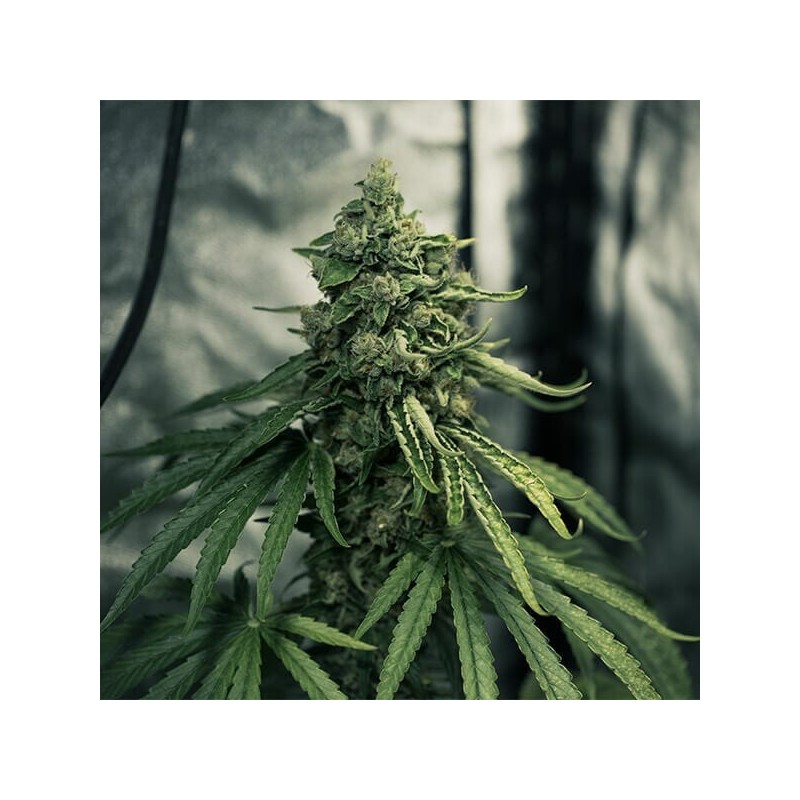Royal Medic CBD semi cannabis Royal Queen Seeds