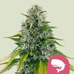 Royal Moby semi cannabis Royal Queen Seeds