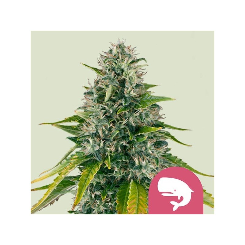 Royal Moby semi cannabis Royal Queen Seeds