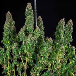 Royal Moby semi cannabis Royal Queen Seeds