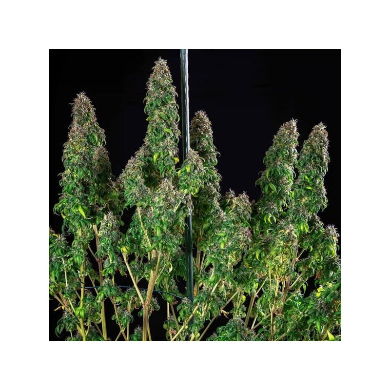 Royal Moby semi cannabis Royal Queen Seeds