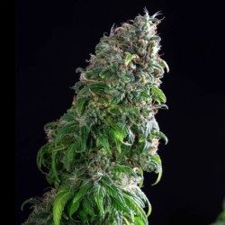 Royal Moby semi cannabis Royal Queen Seeds