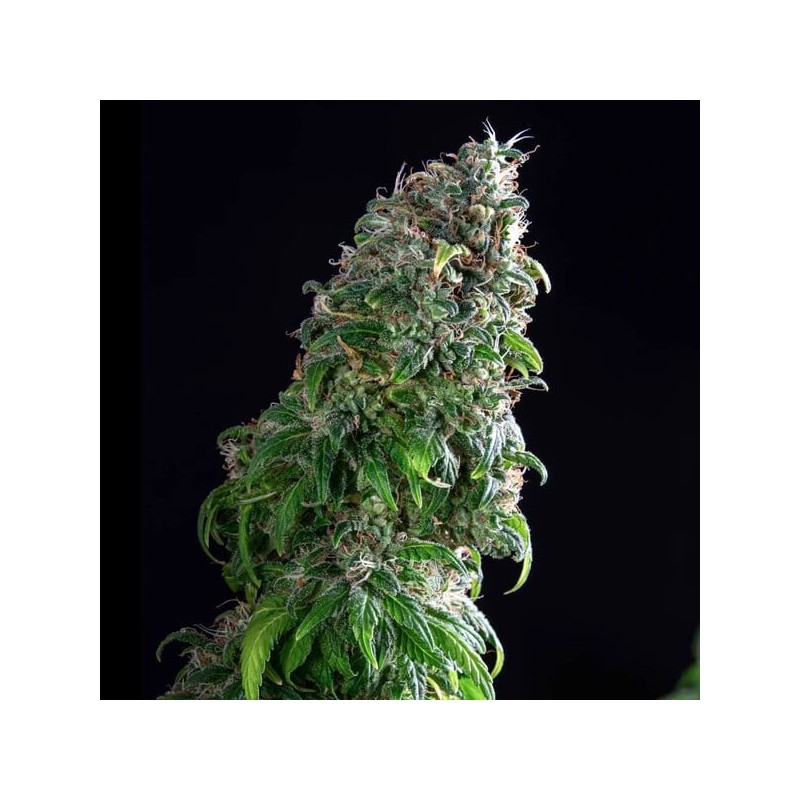 Royal Moby semi cannabis Royal Queen Seeds