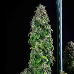 Royal Moby semi cannabis Royal Queen Seeds