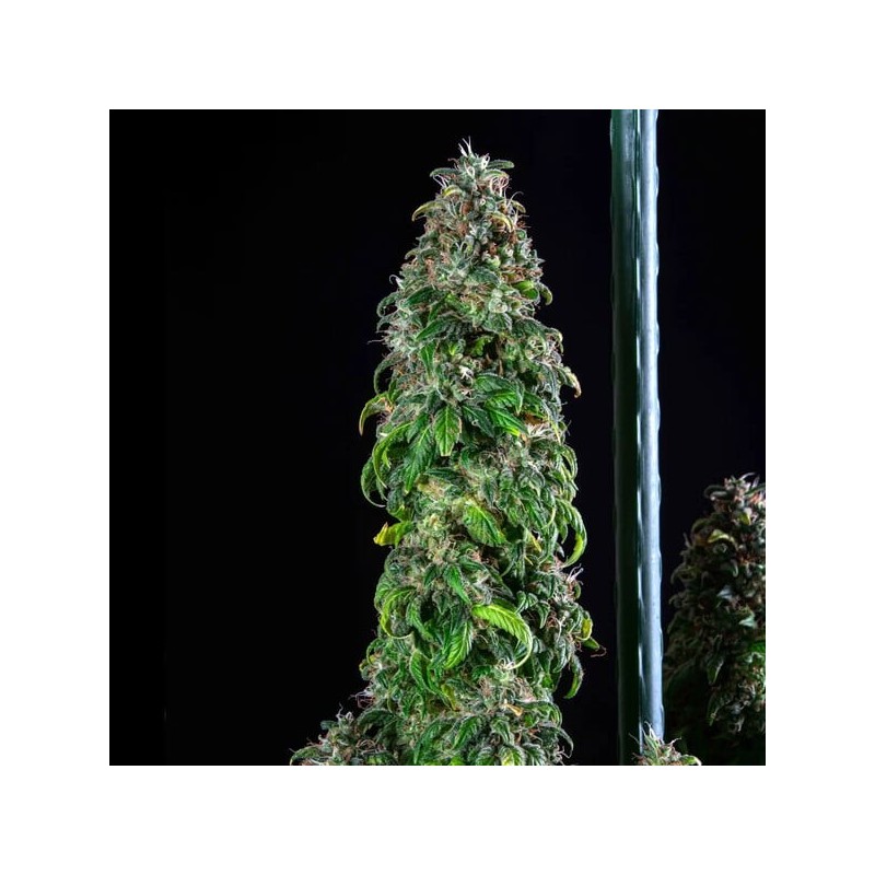 Royal Moby semi cannabis Royal Queen Seeds