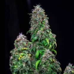 Royal Moby semi cannabis Royal Queen Seeds