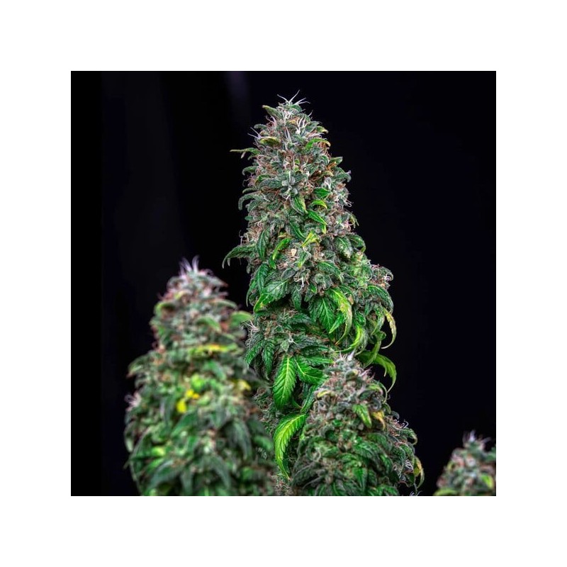 Royal Moby semi cannabis Royal Queen Seeds
